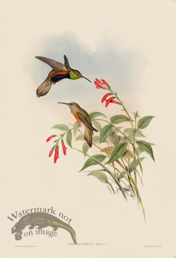 Gould Hummingbird 073